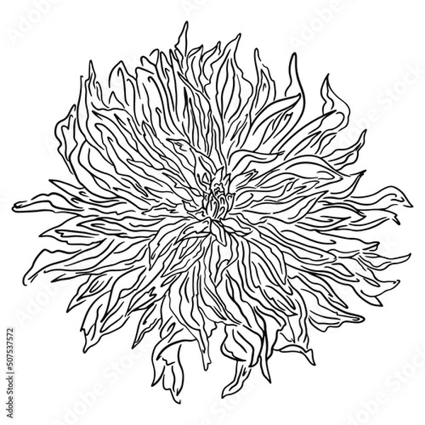 Fototapeta Black and white vector outline illustration of chrysanthemum flower isolated on white background.