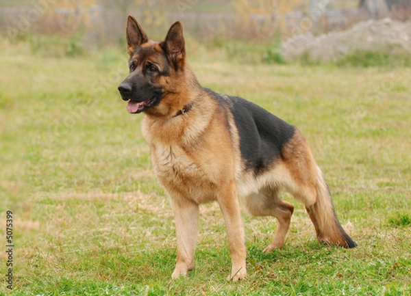 Obraz Germa Shephard dog