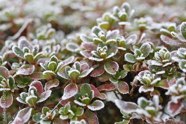 Obraz Leaves with Frost