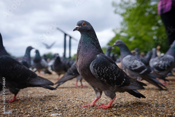 Obraz Hyde Park Pigeon