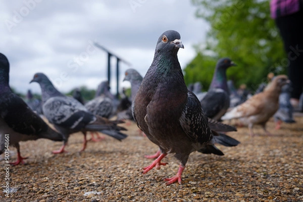 Obraz Hyde Park Pigeon