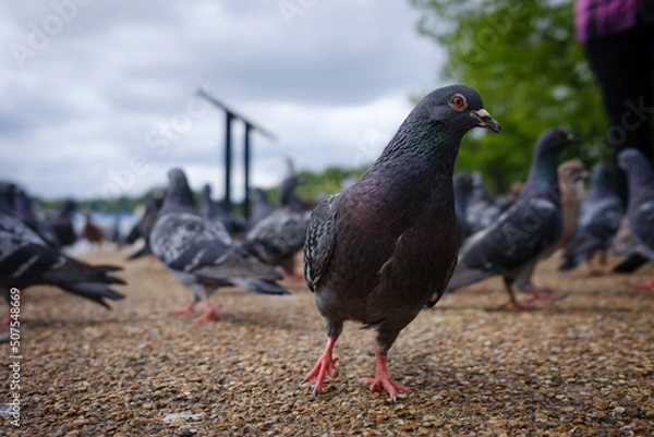 Obraz Hyde Park Pigeon