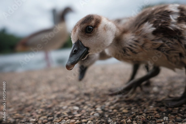Obraz Duckling In Hyde Park