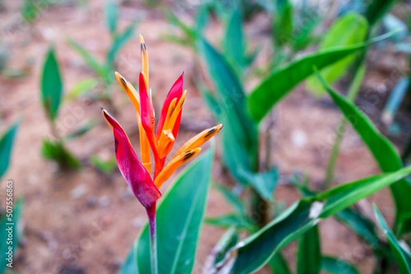 Obraz flowers in the garden