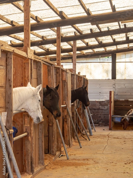 Obraz 厩舎の馬たち