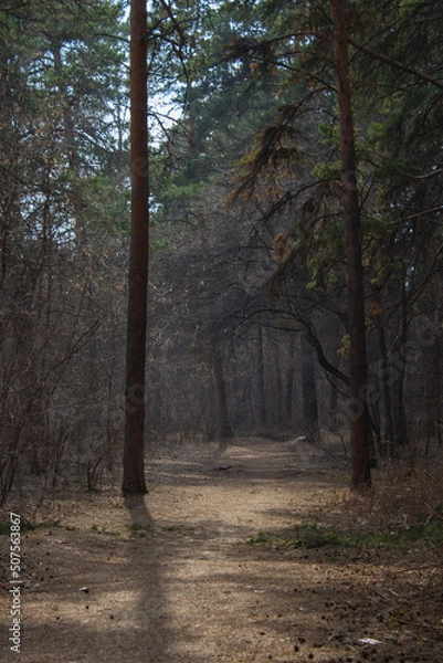 Obraz Fabulous spring forest