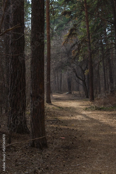 Obraz Fabulous spring forest