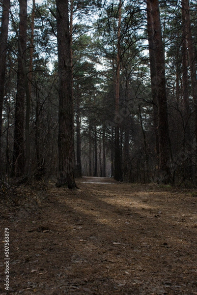 Obraz Fabulous spring forest