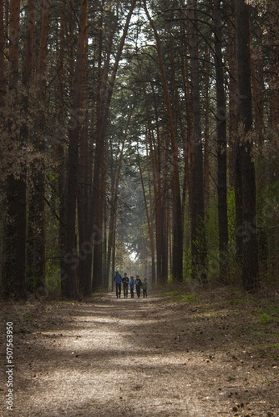 Obraz Walk in the spring forest. Spring forest