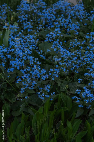 Obraz blue flowers in the garden