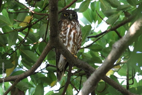 Obraz 真夏のアオバズク