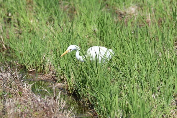 Fototapeta 鋭い目つきで獲物を探すチュウサギ