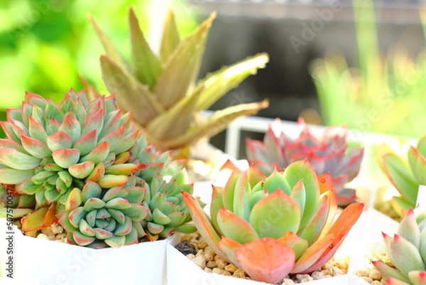 Obraz 元気になる多肉植物