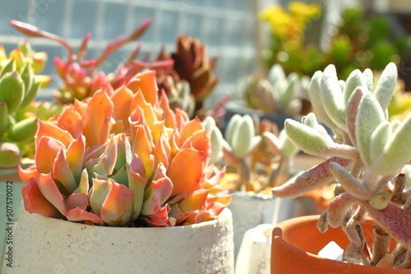 Obraz 朝日に輝く多肉植物