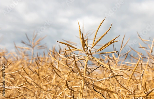 Fototapeta A field of dry rapeseed is ready for a big harvest at the beginning of summer. good weather conditions