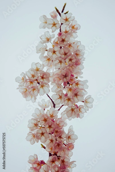 Obraz cherry blossom