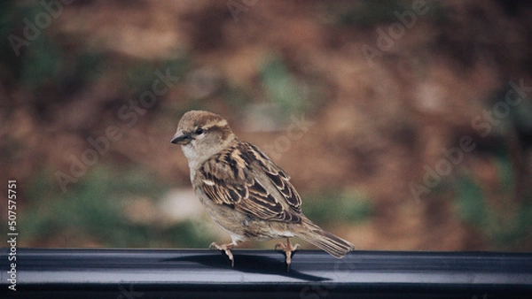 Obraz sparrow on a fence