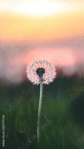 Obraz dandelion in the sun