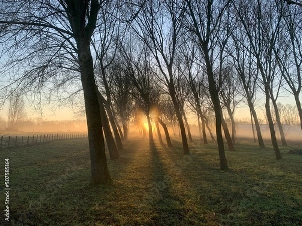 Obraz Sunrise with trees