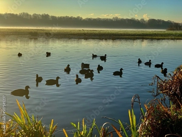 Obraz Ducks swimming in winter