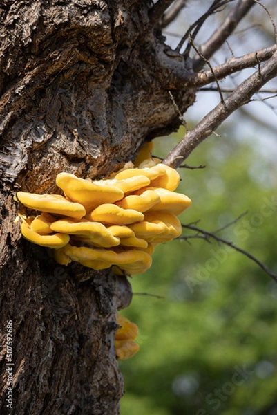 Fototapeta Laetiporus Sulphureus Bracket Fungus growing on a tree in springtime