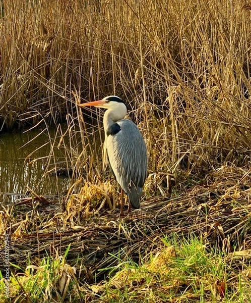 Obraz heron in sun
