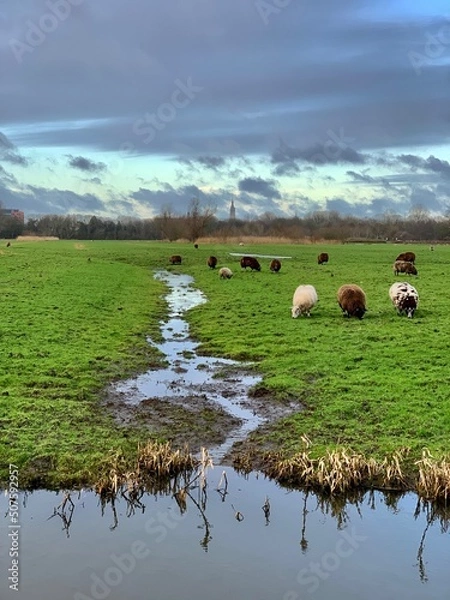 Obraz Sheep in field