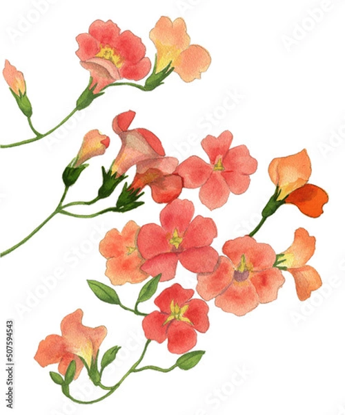 Obraz 花の絵／ノーゼンカズラ。花の表情を華やかにかわいく素敵に表現した水彩画です。花好きな一人の作家による作品集です。