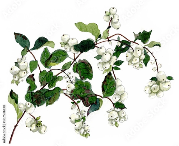 Obraz 花の絵／せっこうぼく。花の表情を華やかにかわいく素敵に表現した水彩画です。花好きな一人の作家による作品集です。