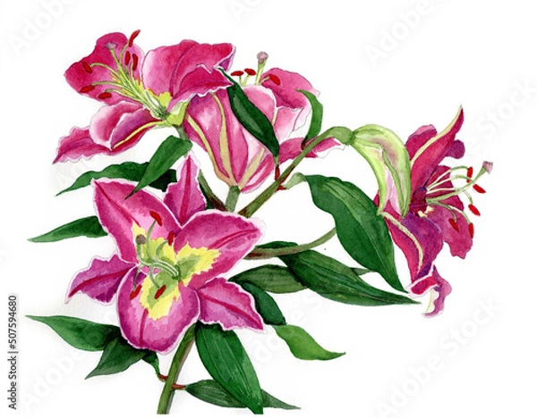 Obraz 花の絵／ユリ。花の表情を華やかにかわいく素敵に表現した水彩画です。花好きな一人の作家による作品集です。