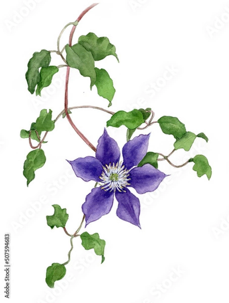 Obraz 花の絵／テッセン。花の表情を華やかにかわいく素敵に表現した水彩画です。花好きな一人の作家による作品集です。