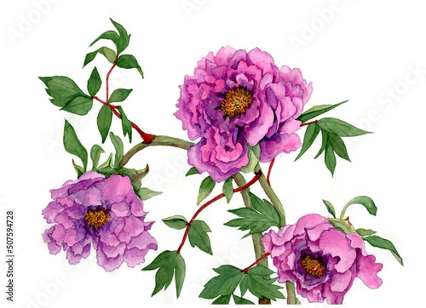 Obraz 花の絵／シャクヤク。花の表情を華やかにかわいく素敵に表現した水彩画です。花好きな一人の作家による作品集です。