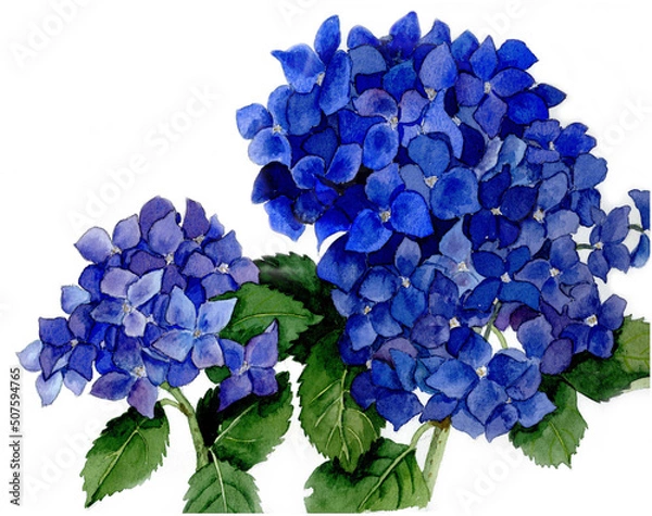 Obraz 花の絵／アジサイ。花の表情を華やかにかわいく素敵に表現した水彩画です。花好きな一人の作家による作品集です。