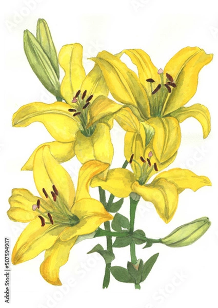 Obraz 花の絵／ユリ。花の表情を華やかにかわいく素敵に表現した水彩画です。花好きな一人の作家による作品集です。