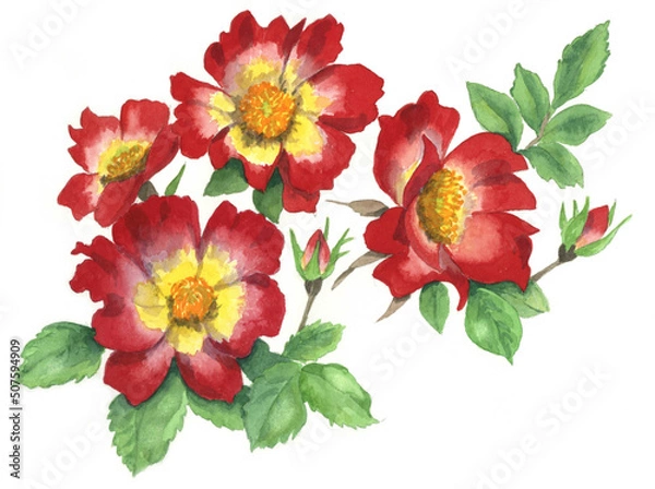 Obraz 花の絵／バラ。花の表情を華やかにかわいく素敵に表現した水彩画です。花好きな一人の作家による作品集です。