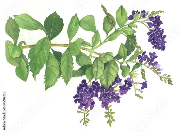 Obraz 花の絵／デュランタ。花の表情を華やかにかわいく素直に表現した水彩画です。花好きな一人の作家による作品集です。