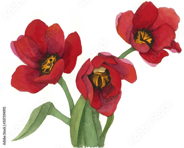 Obraz 花の絵／チューリップ。花の表情を華やかにかわいく素敵に表現した水彩画です。花好きな一人の作家による作品集です。