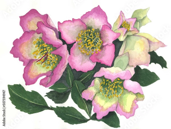 Obraz 花の絵／クリスマスローズ。花の表情を華やかにかわいく素敵に表現した水彩画です。花好きな一人の作家による作品集です。