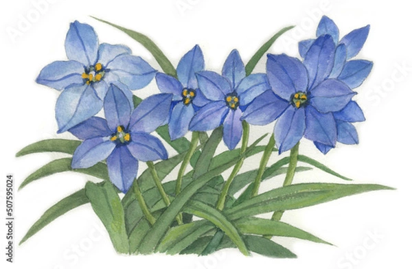 Obraz 花の絵／花ニラ。花の表情を華やかにかわいく素敵に表現した水彩画です。花好きな一人の作家による作品集です。