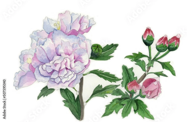 Obraz 花の絵／タチアオイ。花の表情を華やかにかわいく素直に表現した水彩画です。花好きな一人の作家による作品集です。