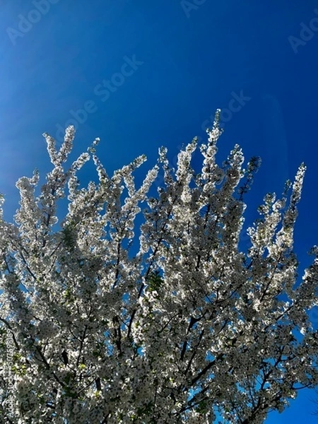Obraz blossom tree