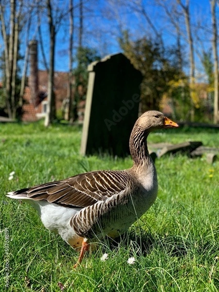 Obraz Goose at graveyard