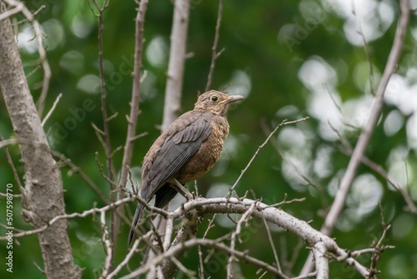 Fototapeta Close-up of a sitting common blackbird during spring time