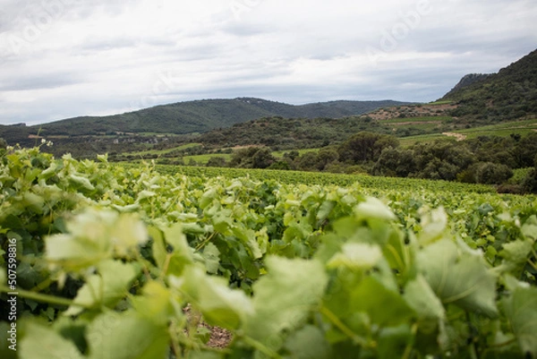 Obraz Vineyard South of France