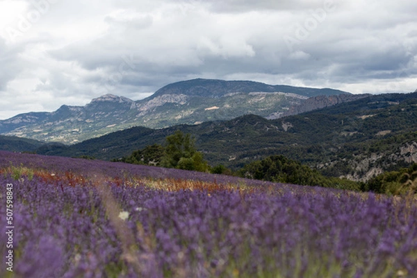 Obraz Lavender field south of France