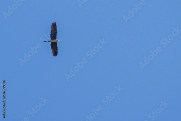 Obraz ダイサギが空を舞う