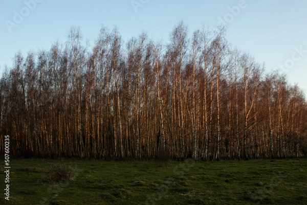 Obraz Trees during sunset
