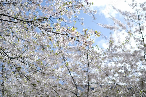 Obraz cherry blossom