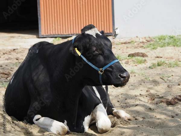 Obraz Lying Dairy Cows