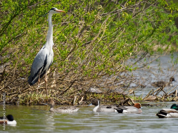 Obraz gray heron